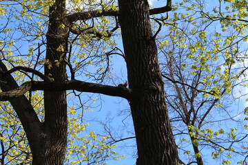 Fototapeta premium Green leaves on tree branches against blue sky in springtime 