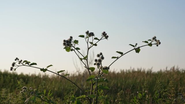 Lone burdock plant with prickly heads gently swaying in the breeze against a clear sky. Its silhouette stands out over a lush green and yellow field during a peaceful summer day