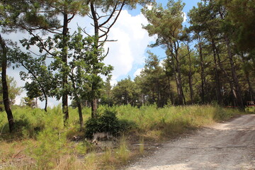 Fototapeta premium Pine forest with gravel path under blue sky and fluffy clouds 