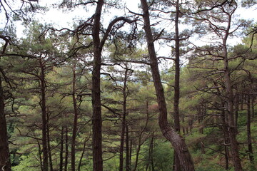 Fototapeta premium Pine trees in dense forest with overcast sky and lush greenery 