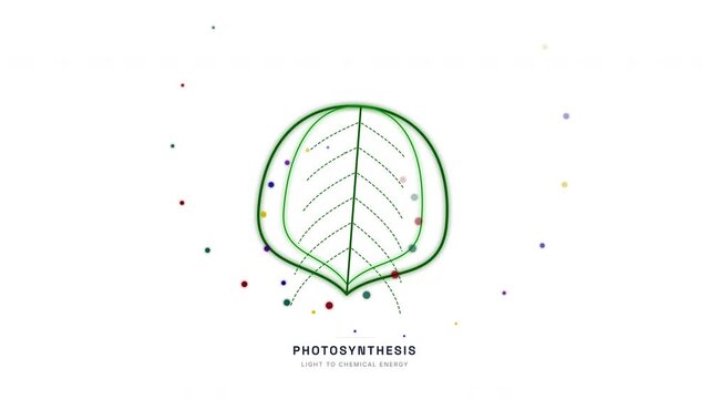 Photosynthesis Process Animation &mdash; Chloroplast Light Energy Conversion Science Loop