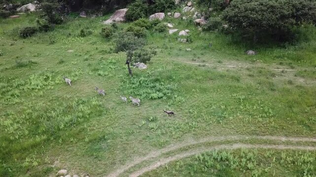 Aerial view of a herd of zebras running across the African savanna