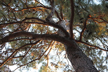 Obraz premium Pine tree with sprawling branches against a clear sky in autumn 