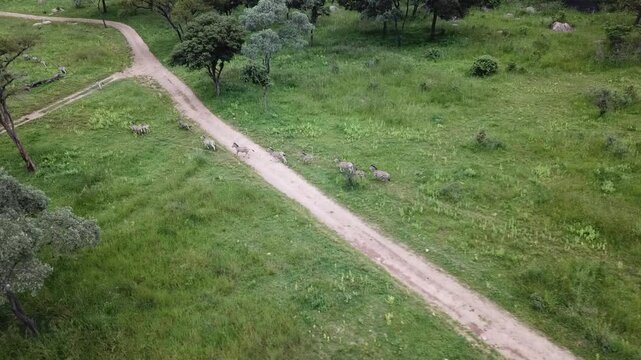 Aerial view of a herd of zebras running across the African savanna