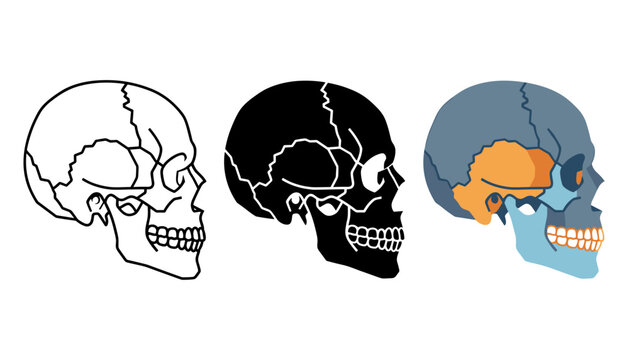 Human skull anatomy vector illustration set, side view of cranium bones in outline, silhouette and color styles