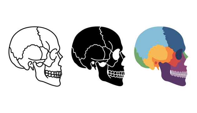 Human skull anatomy vector illustration set, side view of cranium bones, medical educational diagram