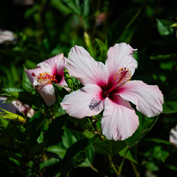 Pale pink hibiscus rosa-sinensis flower with red center and pollen-laden stamen in a garden