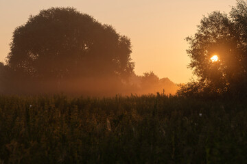 Scenic morning landscape with rising sun shining through tree branches, mist over meadow and silhouette trees during golden hour © Elżbieta Kaps