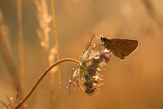 Small skipper butterfly covered in morning dew resting on a wild carrot flower during sunrise, golden hour macro photography, copy space