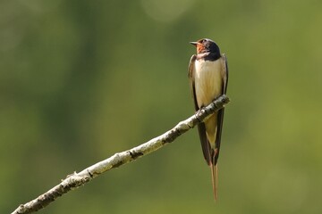 hirondelle © pia