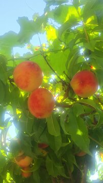 red peaches ripening on the tree, vertical