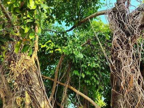 Lush tropical banyan trees with hanging roots growing in bright outdoor nature background
