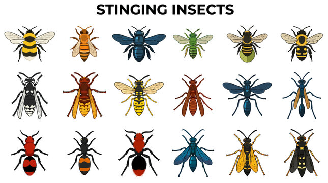 A digital illustration displaying eighteen distinct species of stinging insects arranged in a threebysix grid