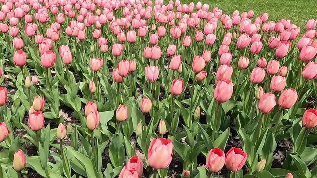 Pink tulips growing in flower bed in spring park. Perfect for gardening, spring holidays and nature backgrounds