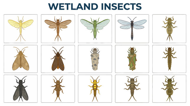 A grid of 15 illustrations featuring various wetland insects and larvae in individual boxes on a white background