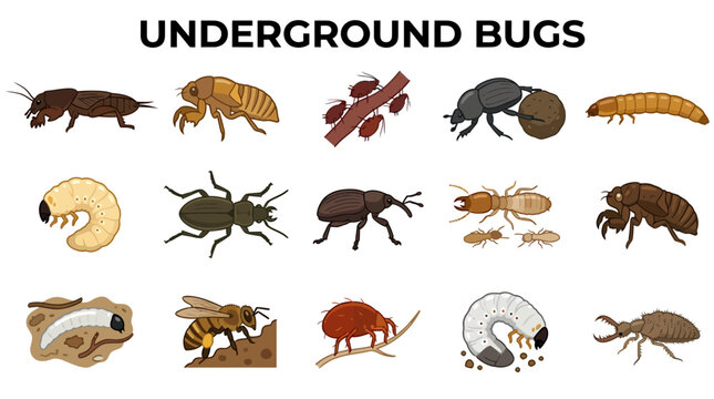 An illustrated chart titled UNDERGROUND BUGS displaying fifteen different species of soildwelling insects and larvae