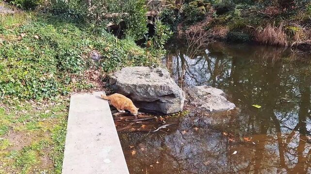 Ginger cat drinking water at pond edge in park. Perfect for pet care, nature and calm lifestyle footage