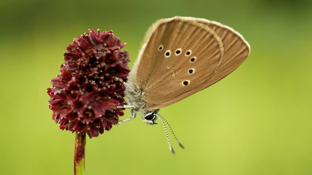 Dusky large blue Phengaris nausithous maculinea nausithous butterflies butterfly Lepidoptera Lycaenidae gossamer winged brown wings eyespots ocelli antennae Sanguisorba officinalis great burnet egg