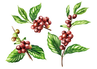 Ripe and unripe red berries coffee beans on a branch of coffee tree set. Original Hand drawn watercolor illustration isolated on white background © dariaustiugova