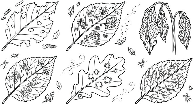 Plant disease damaged leaves vector line art set with caterpillar spots mold wilting spider mites and garden pests