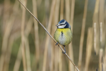 Eurasian blue tit (Cyanistes caeruleus) perched on a reed stick in winter, close-up full body shot © Badr
