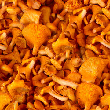 Seamless close-up pattern of chanterelle mushrooms 