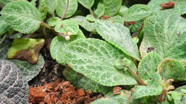 Lush textured leaves of episcia flame violet houseplant growing in soil with coconut coir substrate