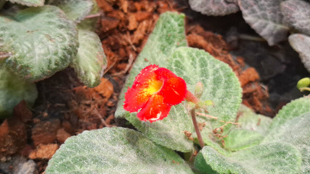 Vibrant flame violet flower blooming among soft velvety leaves in natural garden soil context
