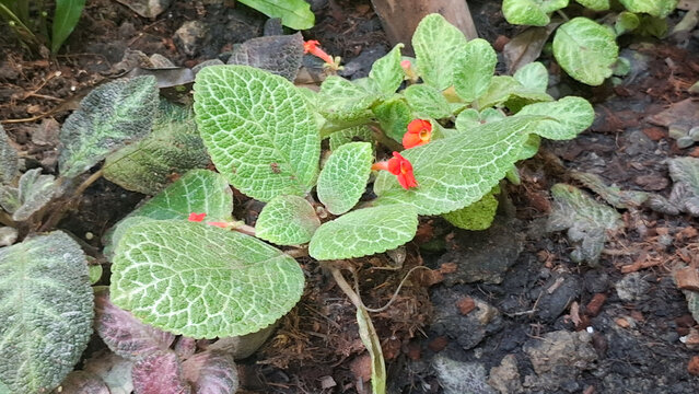 Lush Episcia cupreata flame violet plant with textured veined foliage and tiny bright flowers growing in garden soil