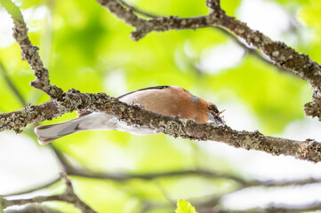 Fototapeta premium Male common chaffinch (Fringilla coelebs) perched on a mossy branch holding insects in its beak, songbird in a lush green forest canopy, wildlife nature photography.