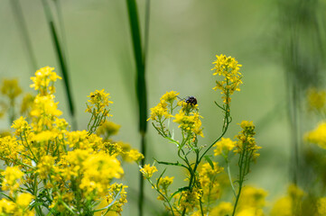 Obraz premium Variable blister beetle (Mylabris variabilis) feeding on yellow wild flowers in a sunny meadow, macro close up shot of a red and black beetle on floral inflorescence.