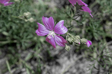 Obraz premium Wild mallow flower (Malva sylvestris) blooming with delicate purple and magenta petals, macro close up shot of a vibrant wildflower with buds in a green field.