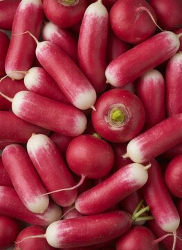 Fresh French Breakfast Radishes Background - Top View Texture
