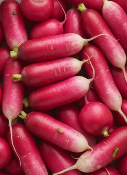 Fresh red and white French breakfast radishes background with detailed texture
