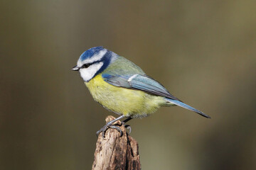 Eurasian Blue Tit Perched on a Tree Stump in Nature, Cyanistes Caeruleus Wild Bird Close-up Portrait © Badr
