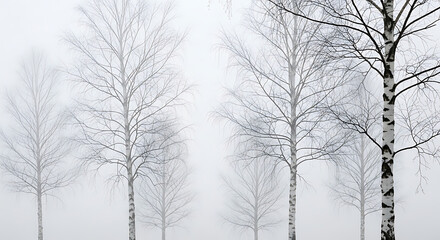 Obraz premium Misty Birch Forest Morning Fog White Bark Delicate Branches Minimalist Landscape