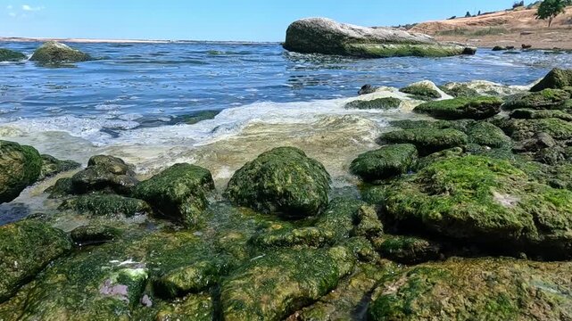 The image depicts a rocky coastal shoreline densely covered with a thick layer of green macroalgae.