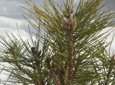 A young pine tree growing in a snowy winter landscape. Its slender green needles and fresh central shoots stand out sharply against the bright white snow, creating a striking contrast between the ever