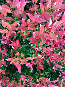 Vibrant close up of Syzygium oleana plant, also known as Red Tip Lilly Pilly or Eugenia. Fresh pink and red new leaves with dark green mature leaves background Lush colorful foliage in natural sunligt