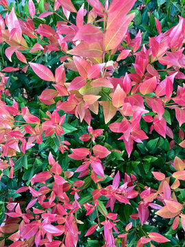 Vibrant close up of Syzygium oleana plant, also known as Red Tip Lilly Pilly or Eugenia. Fresh pink and red new leaves with dark green mature leaves background Lush colorful foliage in natural sunligt