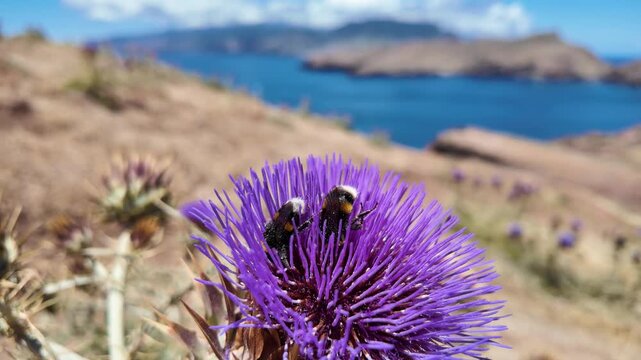 Bumblebee Pollinating Purple Cardoon Flowers - Gimbal Macro Nature Footage, Madeira