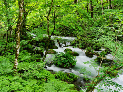緑に溶ける水の詩