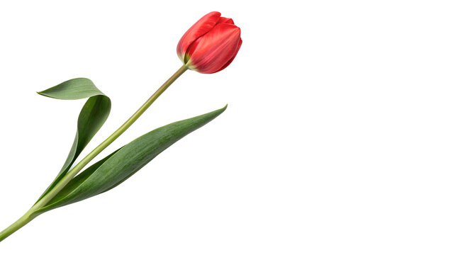Beautiful single bright red tulip flower with stem isolated on transparent background