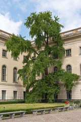 Obraz premium A mature ginkgo tree grows inside the historic Humboldt University courtyard. Boxwood hedges, lawn grass, sculptures and bicycles complete the academic garden.