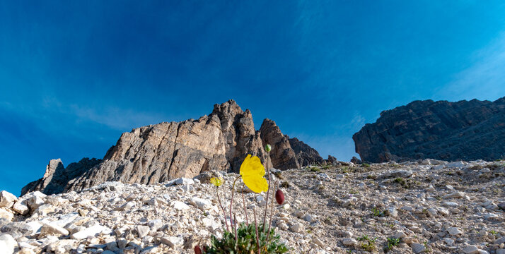 Bright yellow alpine poppy before rugged rocks and blue sky near Rifugio Auronzo in the Dolomites