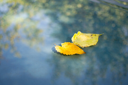 Yellow autumn leaves floating on a water surface with sky reflection. Fall season background for weather, nature and environmental concepts
