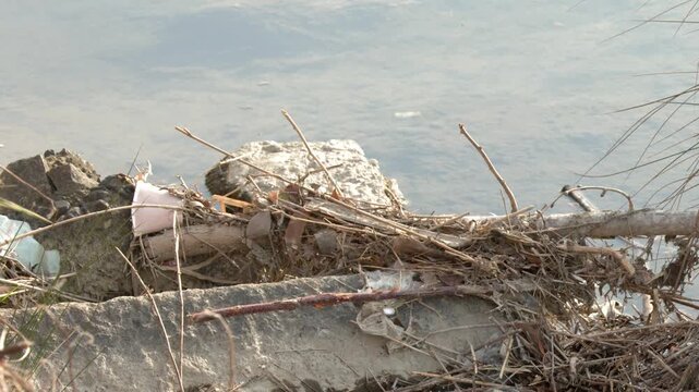 Plastic Waste and Debris Accumulated Along a Riverbank in Kyoto