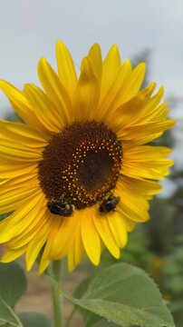 Zwei Hummeln sammeln Pollen auf einer Sonnenblume
