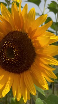 Einzelne Sonnenblume bewegt sich sanft im Sommerwind