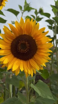 Leuchtende Sonnenblume in sanfter Sommerbrise &ndash; Nahaufnahme im Sonnenblumenfeld mit leichter Bewegung im Wind